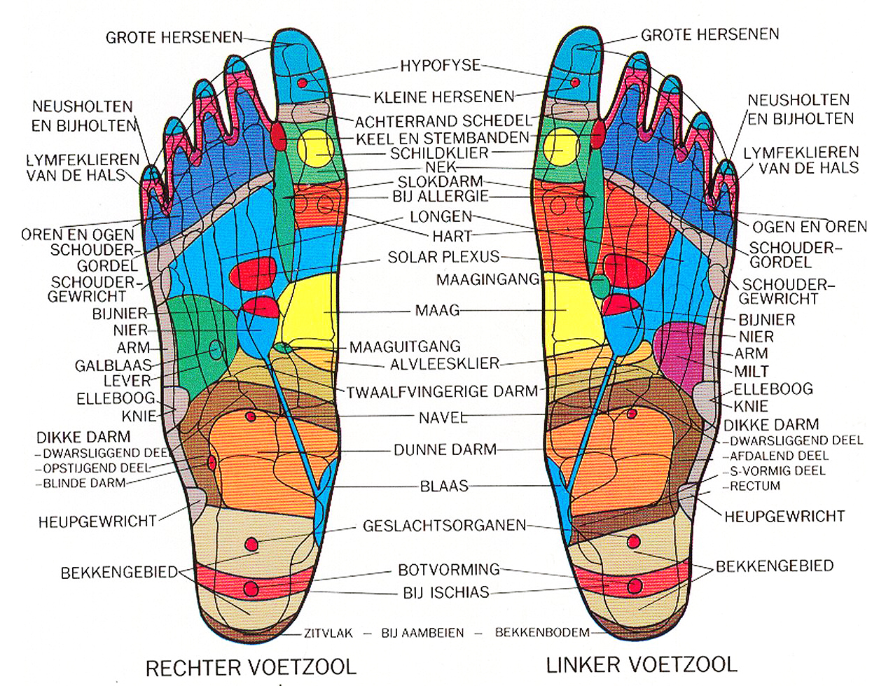 Reflexzones_voeten.jpg